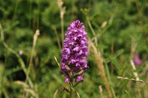 wild orchid flower forest