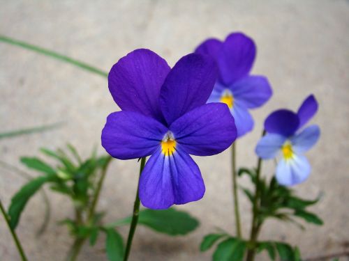 wild pansy flower blue