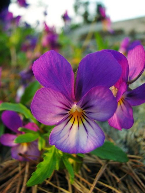 wild pansy flower growing
