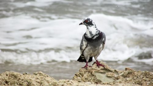 wild pigeon bird nature