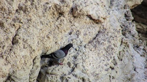 wild pigeon cliff rock