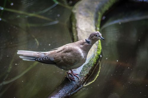 wild pigeon water branch