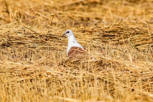 wild pigeon barley field