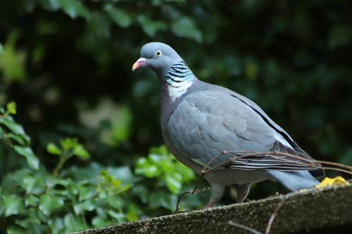 wild pigeon  dove  bird