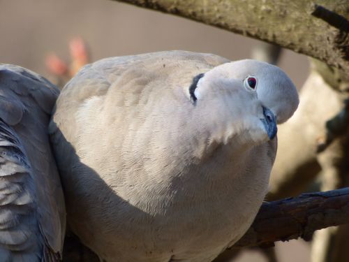 wild pigeon turtle dove view