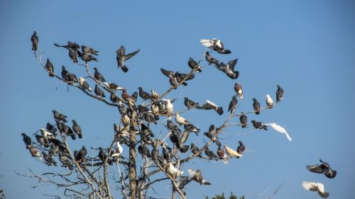 wild pigeons flock bird