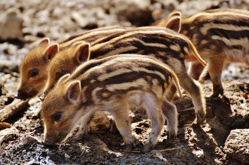 wild pigs little pig wildpark poing