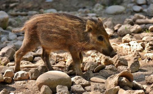 wild pigs launchy wildpark poing