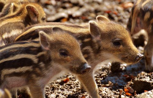 wild pigs launchy young animals