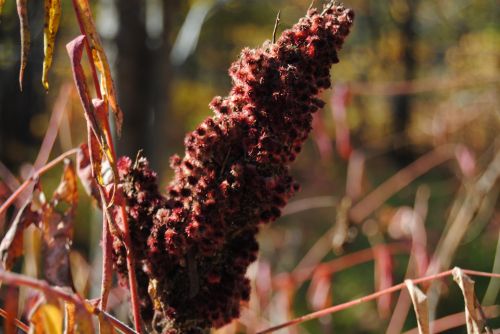 Wild Plant