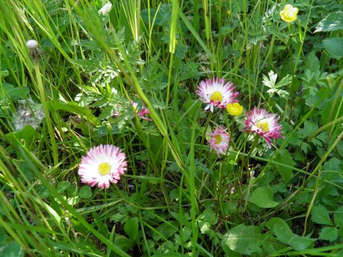 wild plant nature green