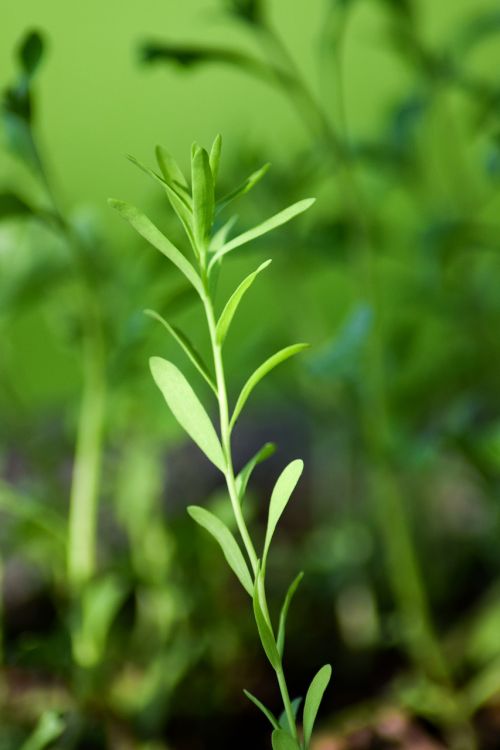 wild plant green plug