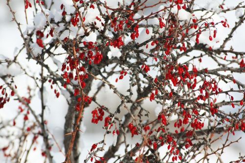 wild plant nature alps