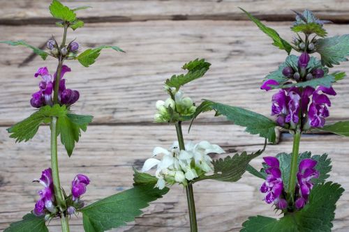 wild plants spring wood background