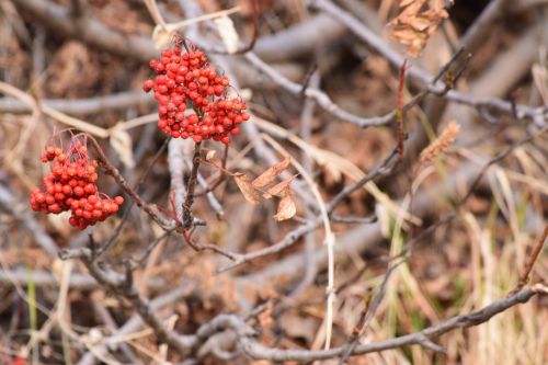 wild plants red berries