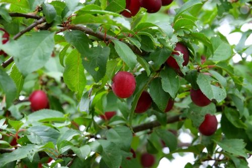 wild plum fruit fruits