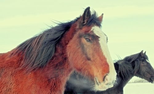 wild ponies horses horse head