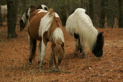 wild ponies grazing ponies