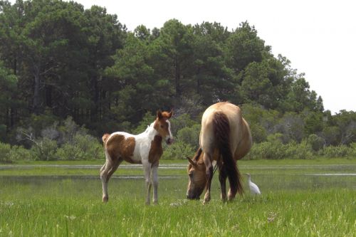 wild ponies grazing mare