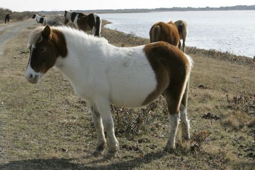 wild ponies grazing ponies
