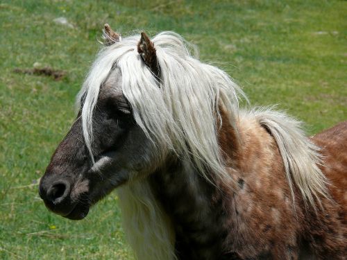 wild pony pony feral