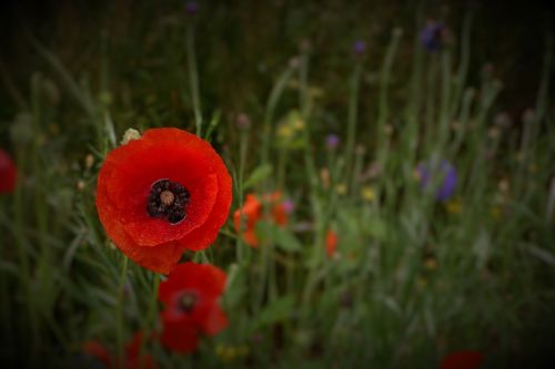 wild poppies flowers plant