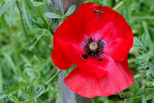 Wild Poppy