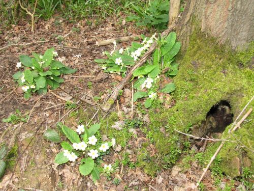 Wild Primroses