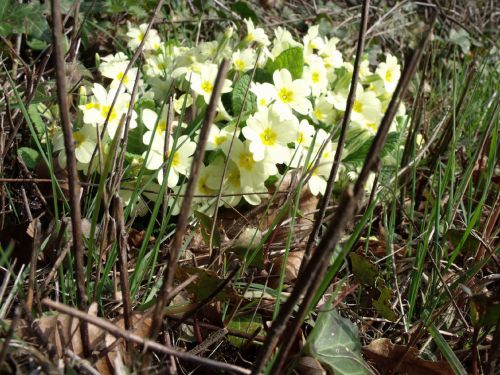 Wild Primroses