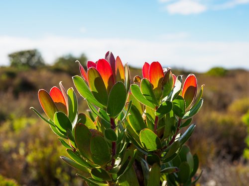 wild proteas  table mountain  flowers