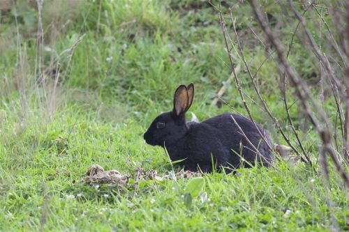 wild rabbit forest animal