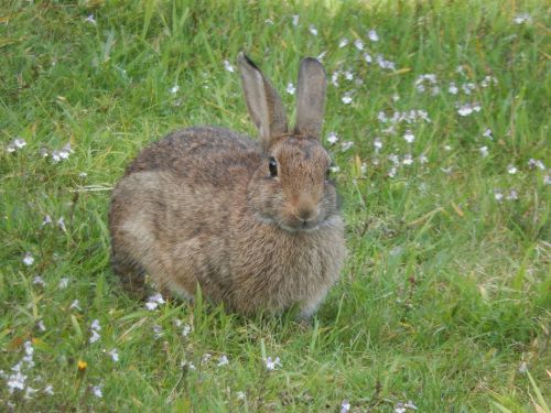 wild rabbit animal nature