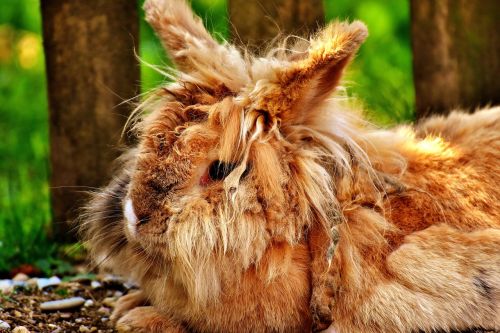 wild rabbit cute funny