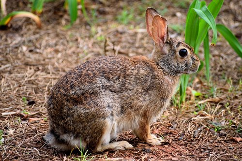 wild rabbit  wildlife  bunny