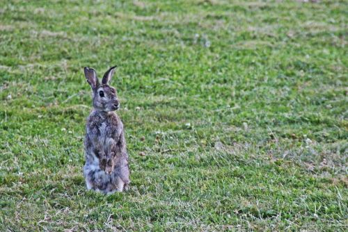 wild rabbit rabbit ear