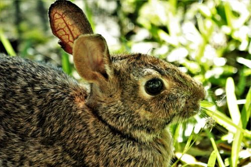 Wild Rabbit Portrait