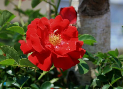 Wild Red Rose