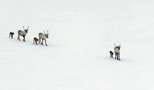 wild reindeer the calves newborn