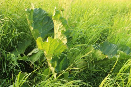 Wild Rhubarb