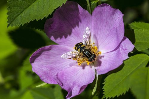 wild rose bee flower