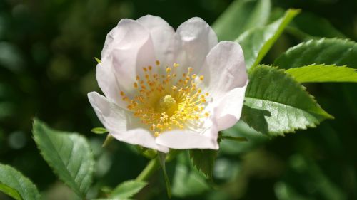 wild rose flower pink