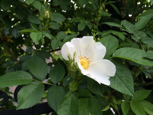 wild rose white nature