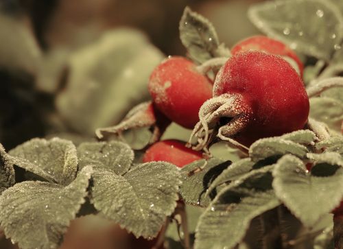 nature wild rose dog-rose