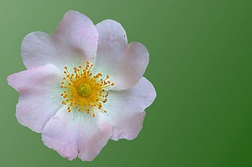 wild rose blossom bloom