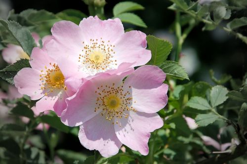 wild rose bush rose blossom