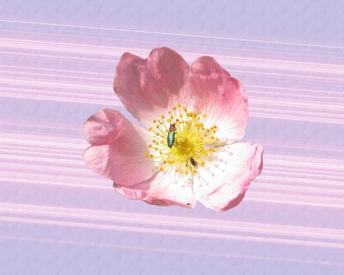 wild rose pink blossom