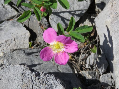 wild rose alberta provincial flower rocky mountains