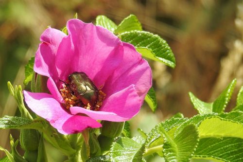 wild rose pink blossom