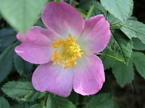 wild rose rosaceae pink