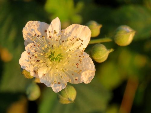 wild rose blossom bloom